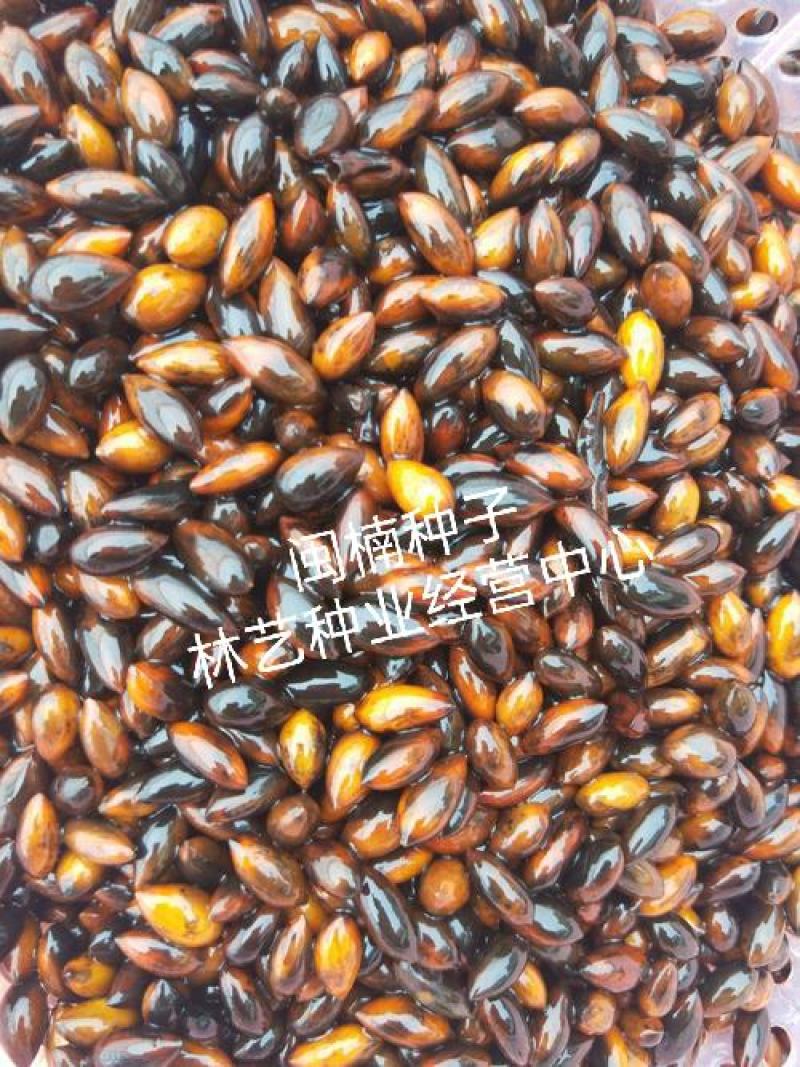 闽楠种子楠木川楠金丝楠木林木种子楠木种子园林绿化