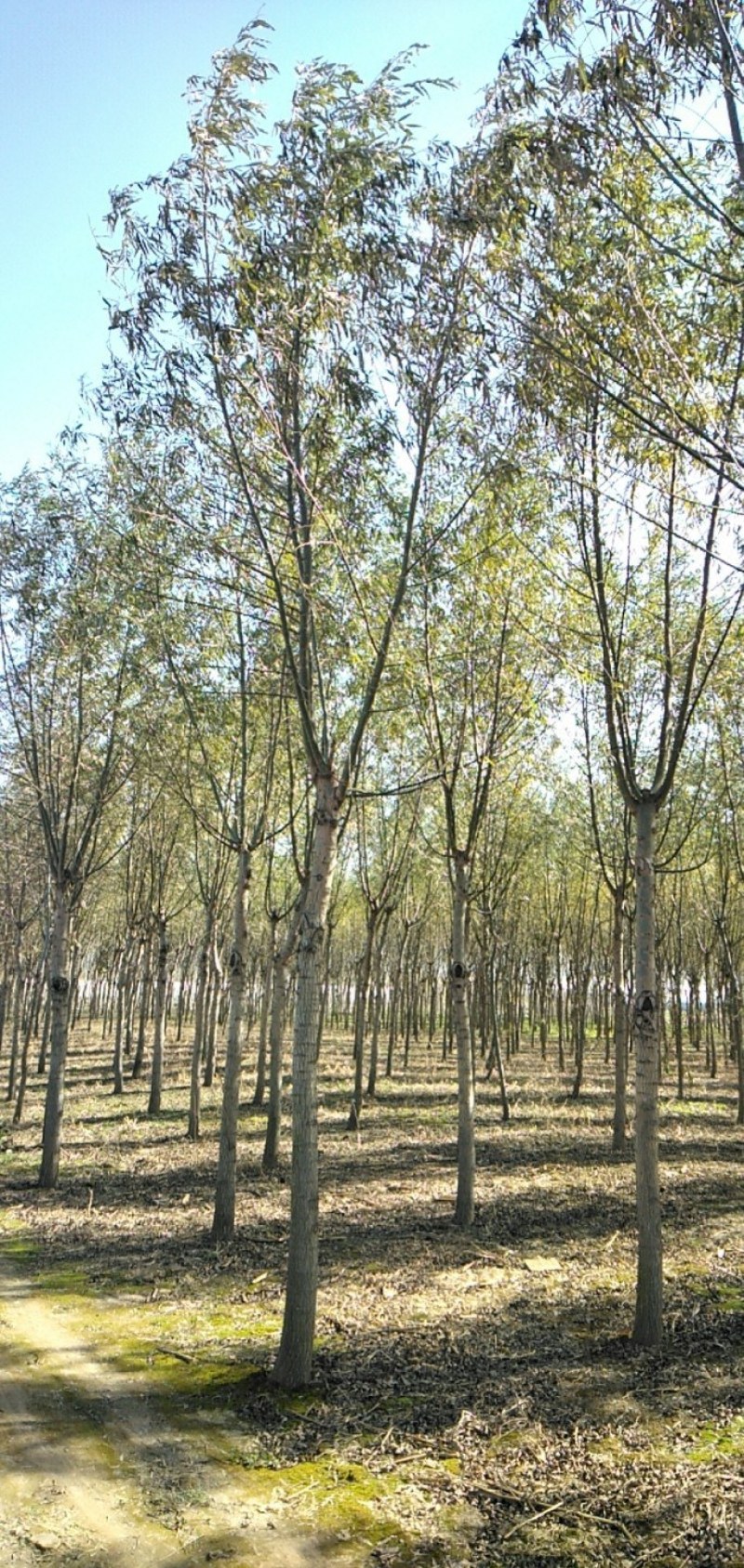 柳树苗，3-5公分竹柳大量供应，金蝉养殖