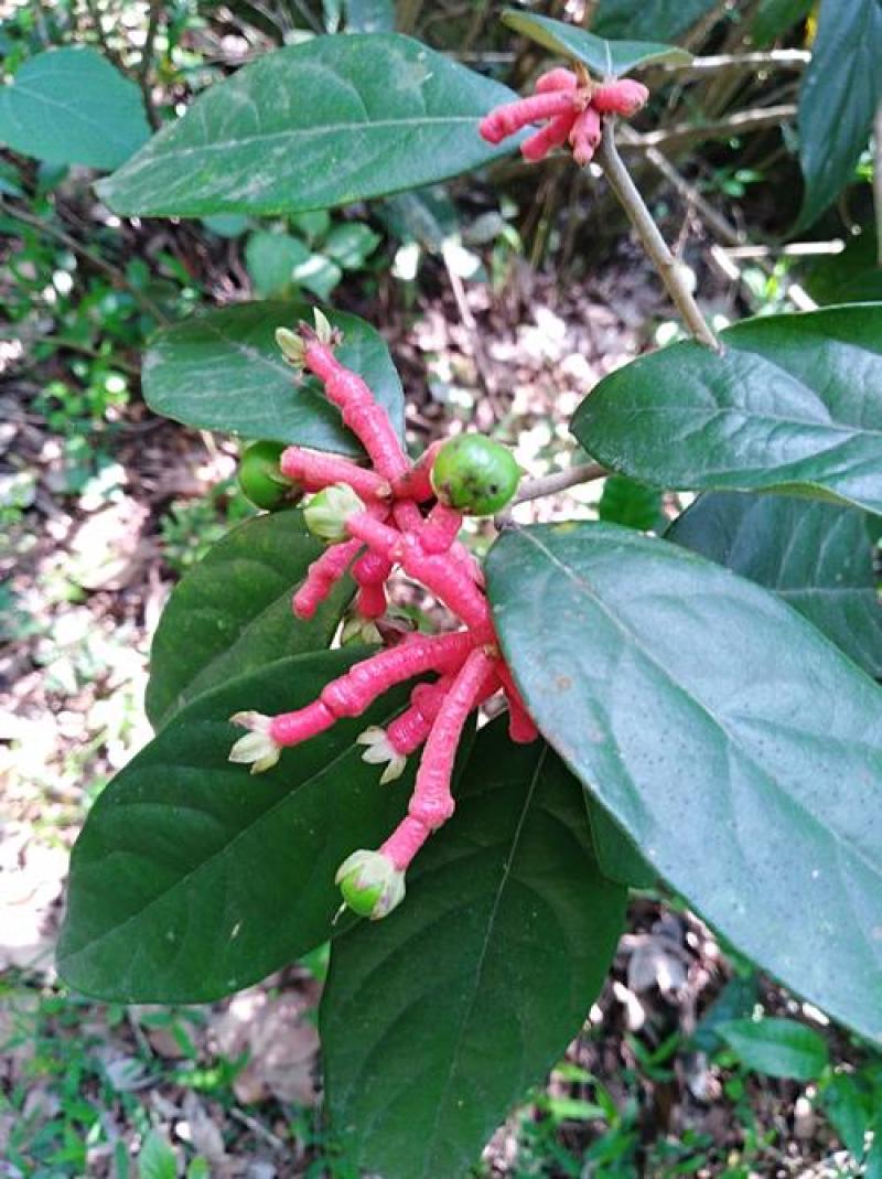 林木种子红润楠种子基地直发量大优惠提供种植技术