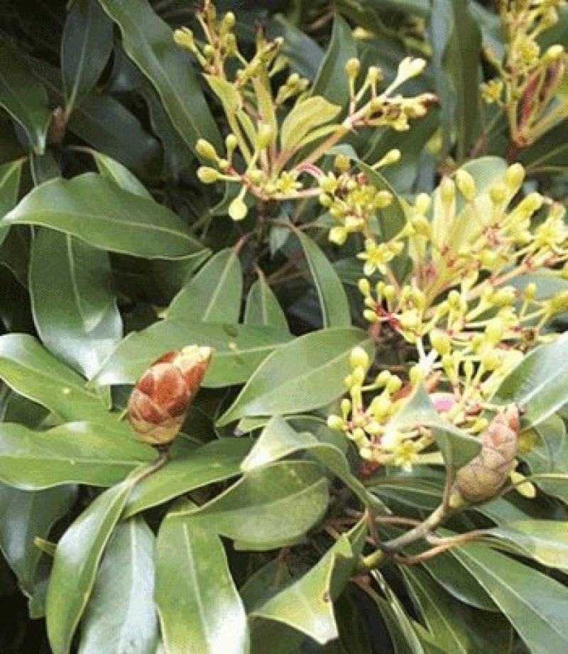 林木种子红润楠种子基地直发量大优惠提供种植技术