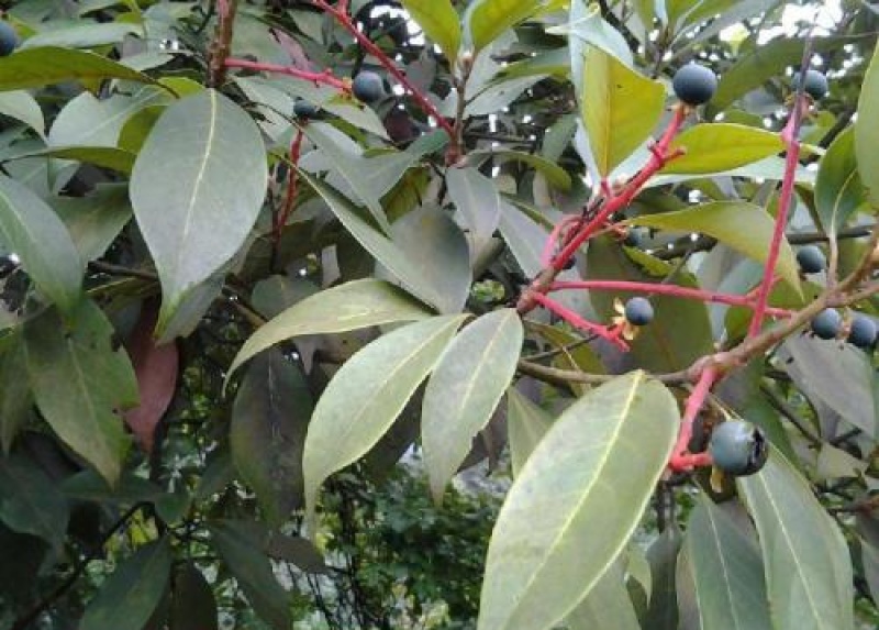 林木种子红润楠种子基地直发量大优惠提供种植技术