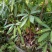 林木种子红润楠种子基地直发量大优惠提供种植技术