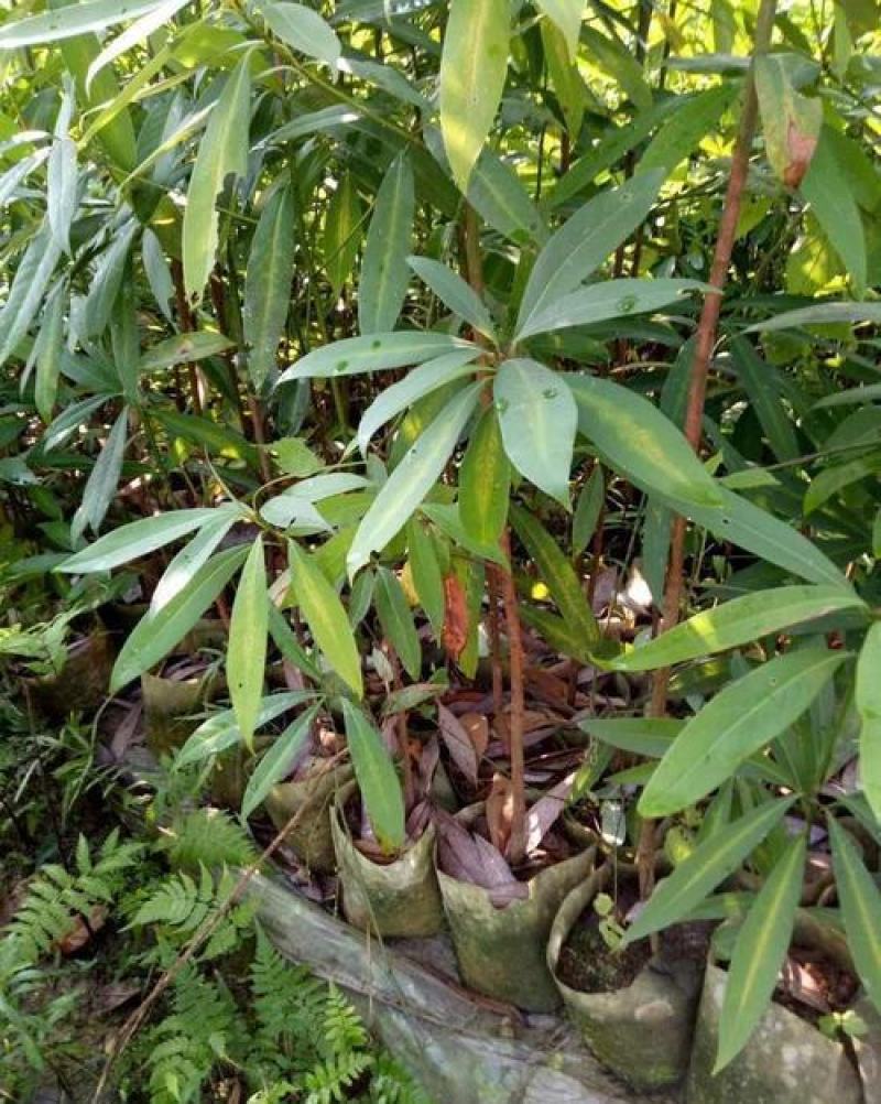 林木种子红润楠种子基地直发量大优惠提供种植技术