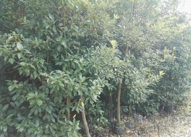 林木种子红润楠种子基地直发量大优惠提供种植技术