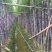 甘蔗，黑皮甘蔗，甘蔗种植基地万亩园田果蔗，
