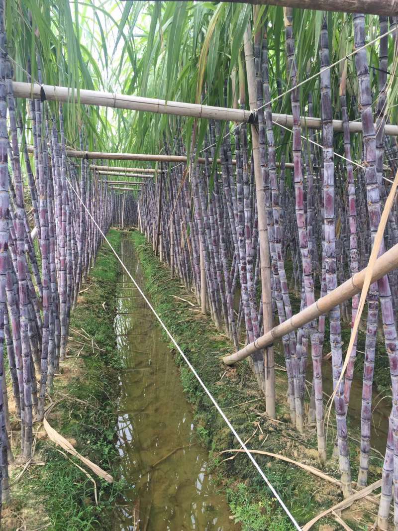 甘蔗，黑皮甘蔗，甘蔗种植基地万亩园田果蔗，