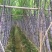 甘蔗，黑皮甘蔗，甘蔗种植基地万亩园田果蔗，