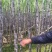 甘蔗，黑皮甘蔗，甘蔗种植基地万亩园田果蔗，