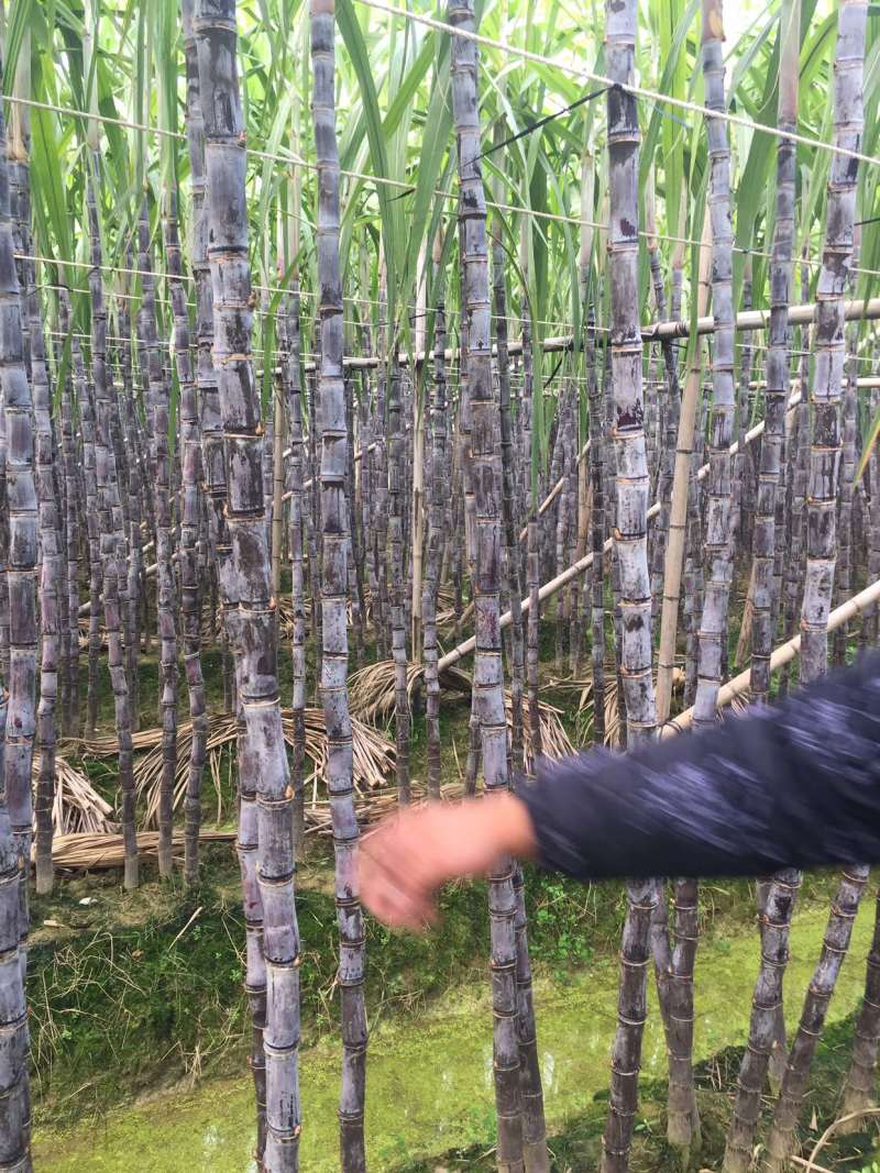 甘蔗，黑皮甘蔗，甘蔗种植基地万亩园田果蔗，