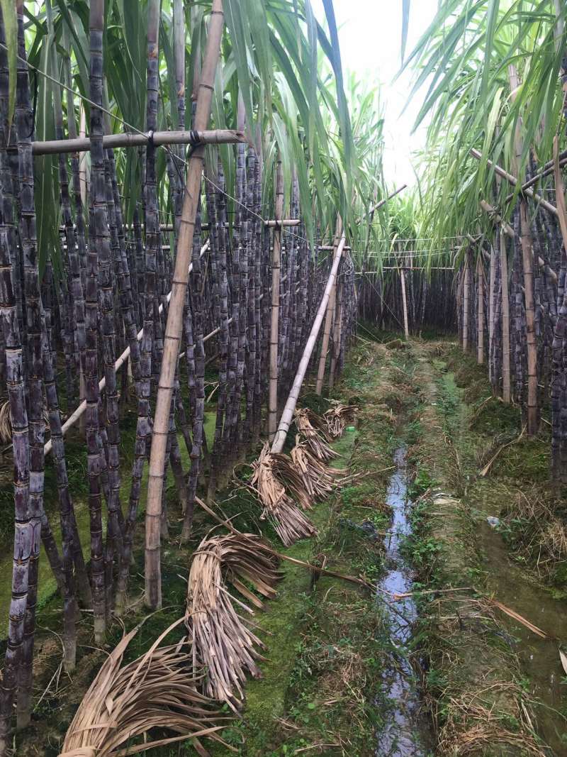 甘蔗，黑皮甘蔗，甘蔗种植基地万亩园田果蔗，