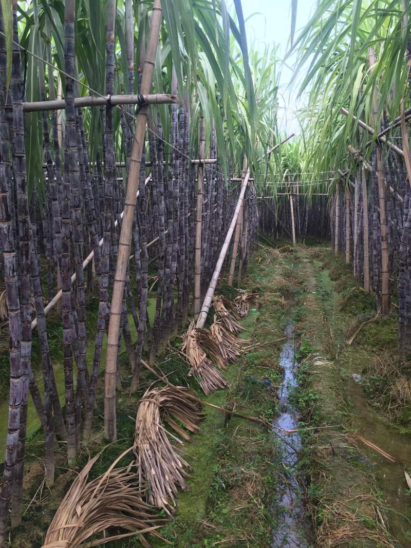 甘蔗，黑皮甘蔗，甘蔗种植基地万亩园田果蔗，