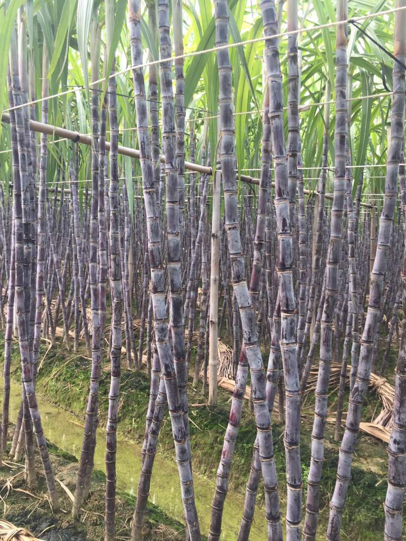 甘蔗，黑皮甘蔗，甘蔗种植基地万亩园田果蔗，