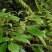 新采药材林木种子豹皮樟种子豹樟种子量大优惠
