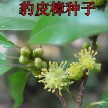 新采药材林木种子豹皮樟种子豹樟种子量大优惠