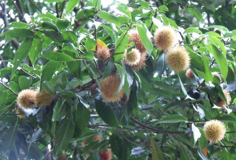 猴欢喜种子花卉苗木园林绿化庭院乔木灌木红果种子