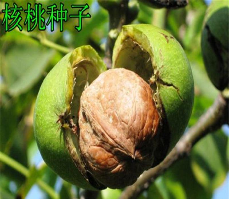 野生核桃种子林木种子基地直发量大优惠提供种植技术