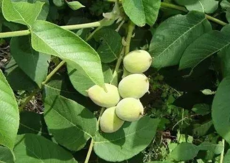 野生核桃种子林木种子基地直发量大优惠提供种植技术