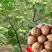 野生核桃种子林木种子基地直发量大优惠提供种植技术
