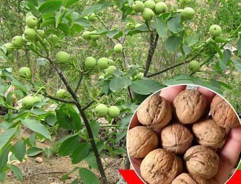 野生核桃种子林木种子基地直发量大优惠提供种植技术
