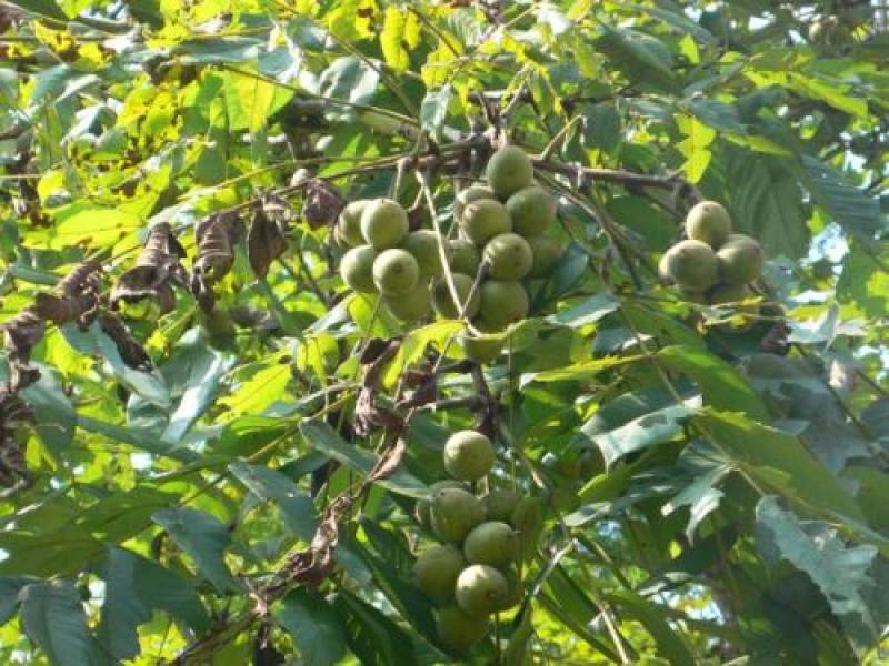 野生核桃种子林木种子基地直发量大优惠提供种植技术