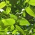 野生核桃种子林木种子基地直发量大优惠提供种植技术