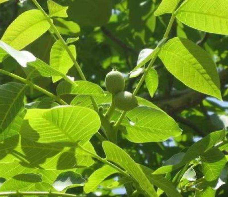 野生核桃种子林木种子基地直发量大优惠提供种植技术