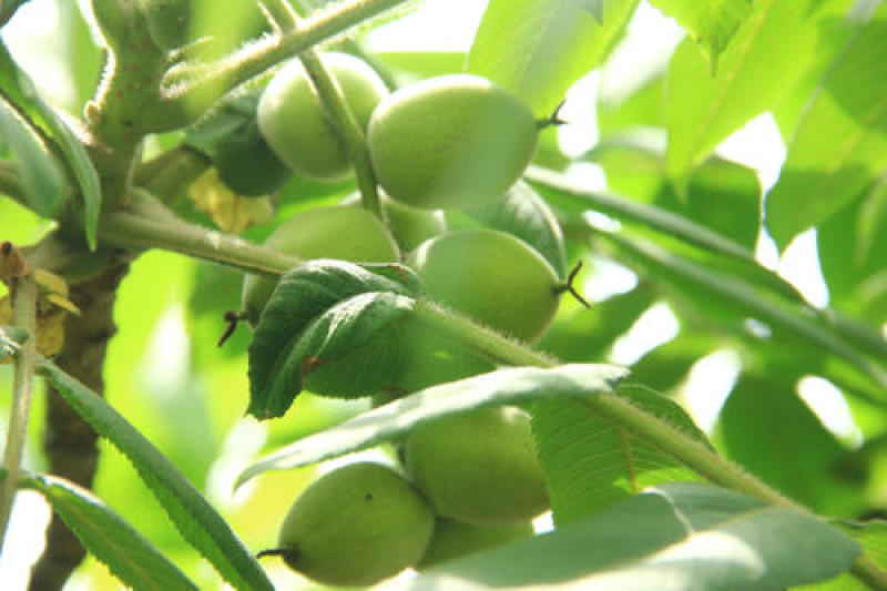 野生核桃种子林木种子基地直发量大优惠提供种植技术