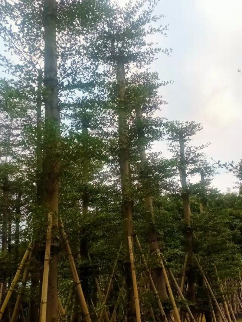 榄仁树
