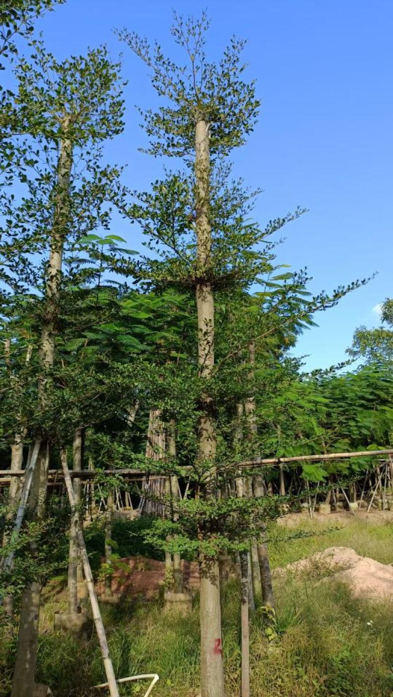 榄仁树