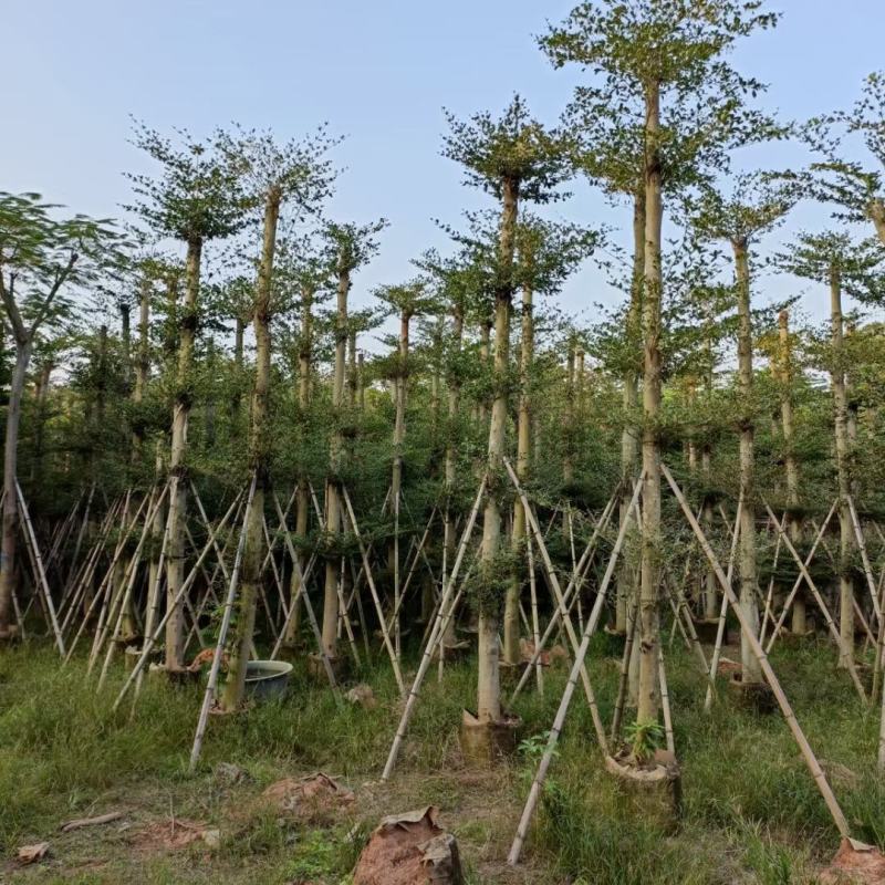 榄仁树