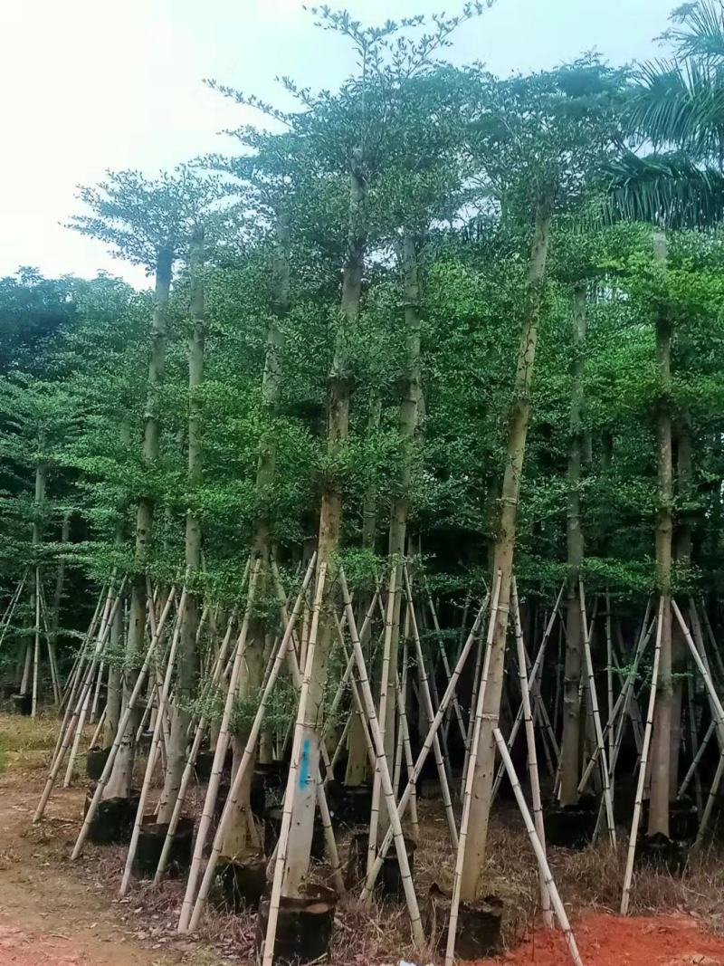 榄仁树