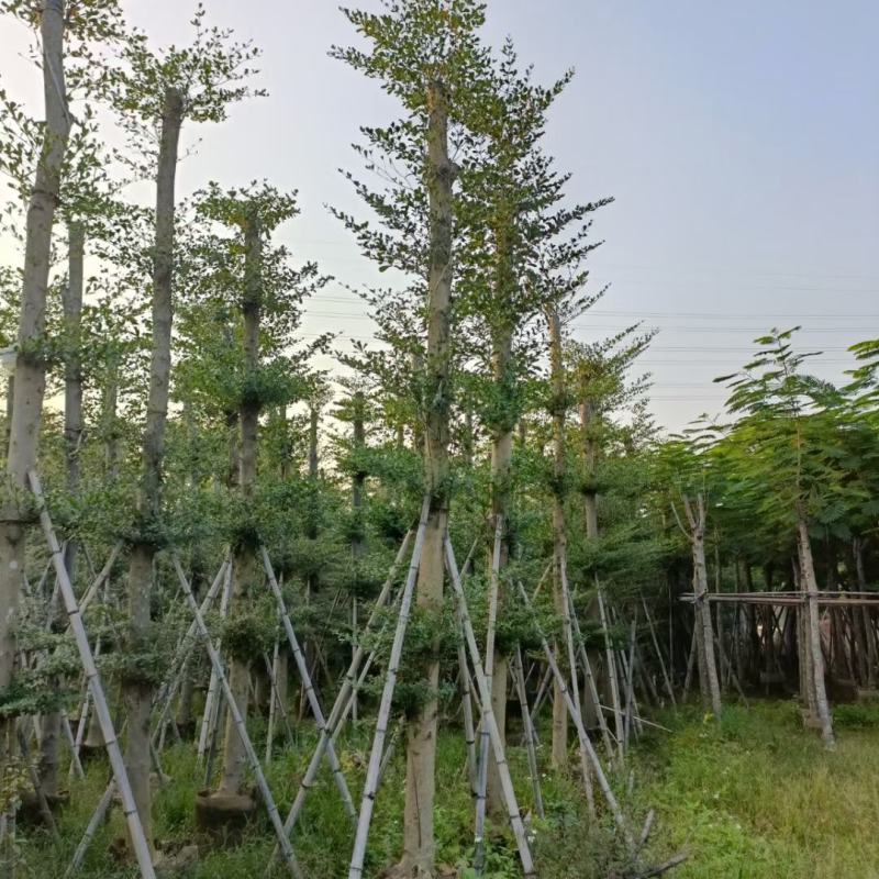 榄仁树