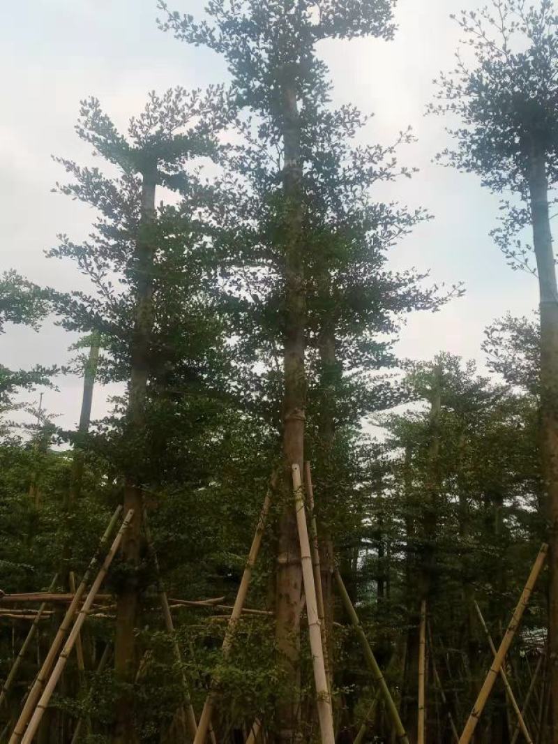 榄仁树