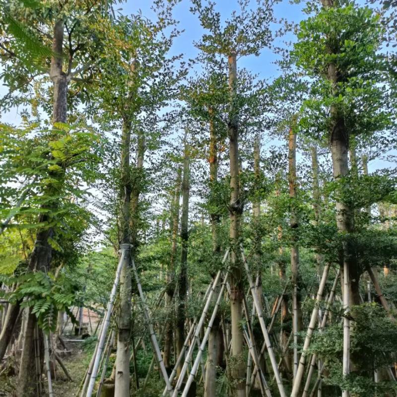 榄仁树