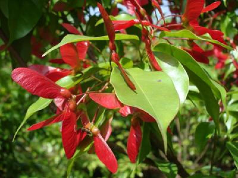 林木种子红翅槭种子基地直发量大优惠提供种植技术