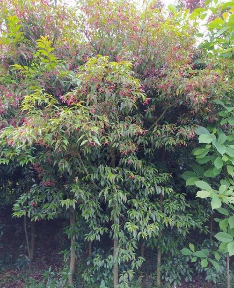 林木种子红翅槭种子基地直发量大优惠提供种植技术