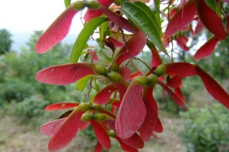 林木种子红翅槭种子基地直发量大优惠提供种植技术