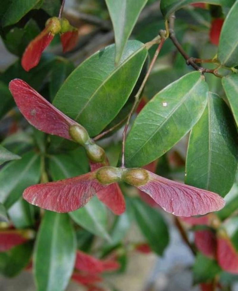 林木种子红翅槭种子基地直发量大优惠提供种植技术