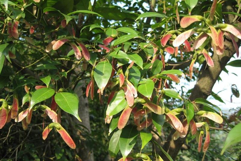 林木种子红翅槭种子基地直发量大优惠提供种植技术