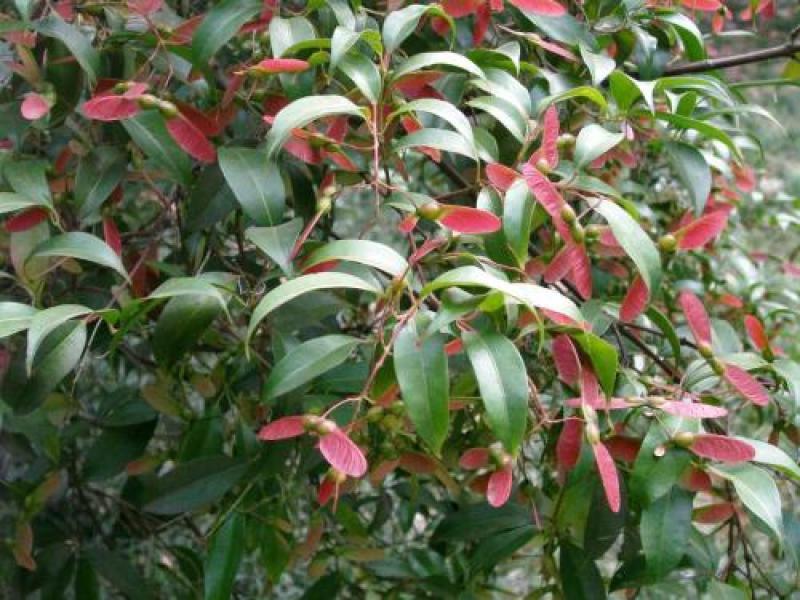 林木种子红翅槭种子基地直发量大优惠提供种植技术