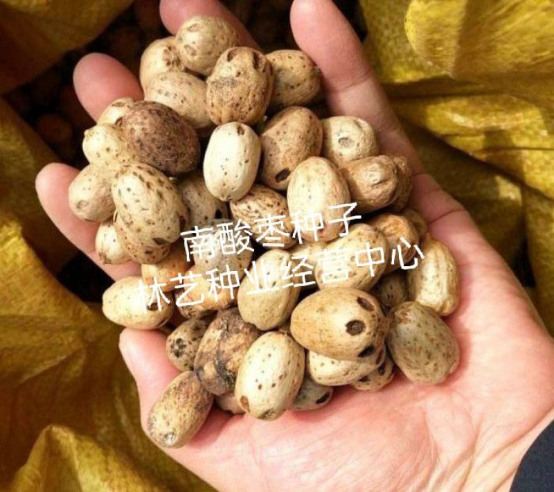 南酸枣种子酸枣树货郎果四眼果山枣树鼻涕果五眼果林木种子