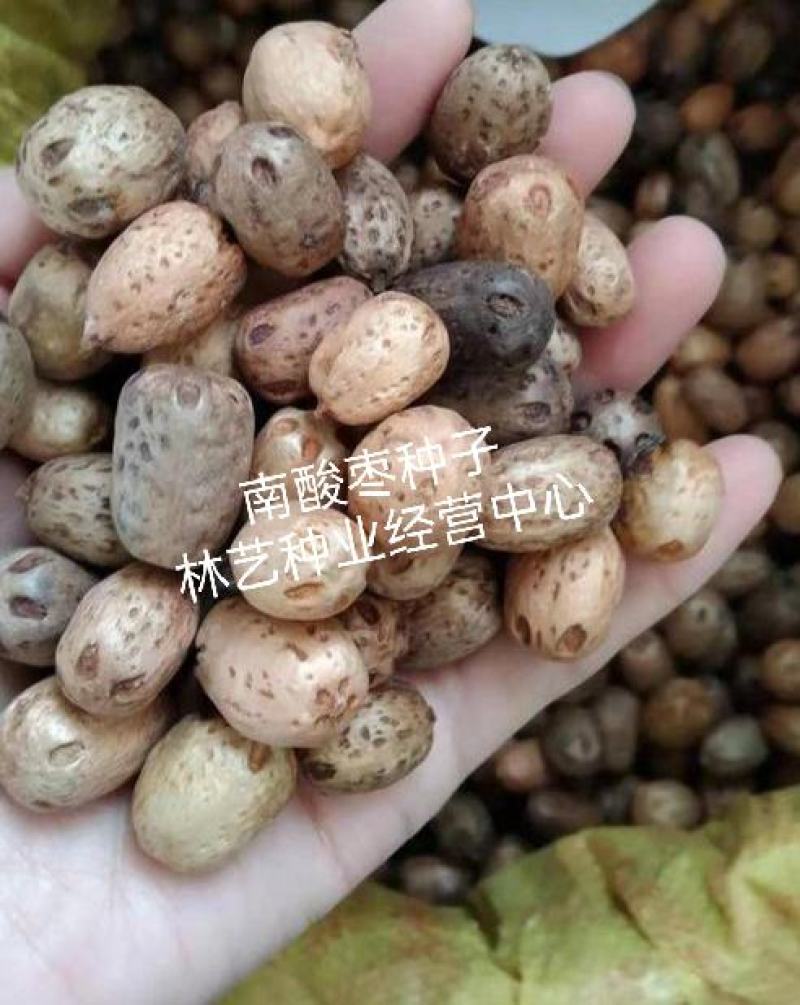 南酸枣种子酸枣树货郎果四眼果山枣树鼻涕果五眼果林木种子