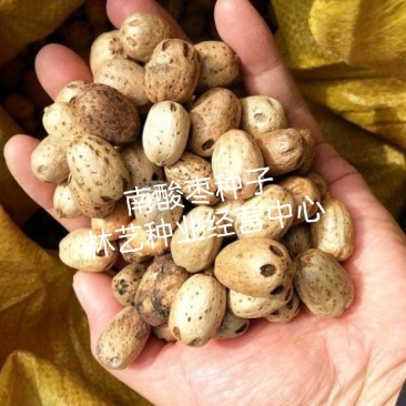 南酸枣种子酸枣树货郎果四眼果山枣树鼻涕果五眼果林木种子