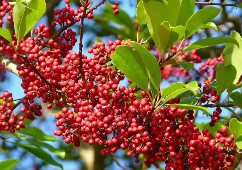 铁冬青种子中药材种籽救必应枸骨四季常绿植物不落叶林木