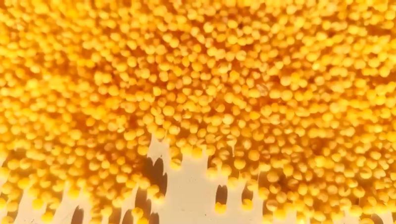 黄小米黄金苗小米敖汉特产纯新黄金苗小米金苗K1