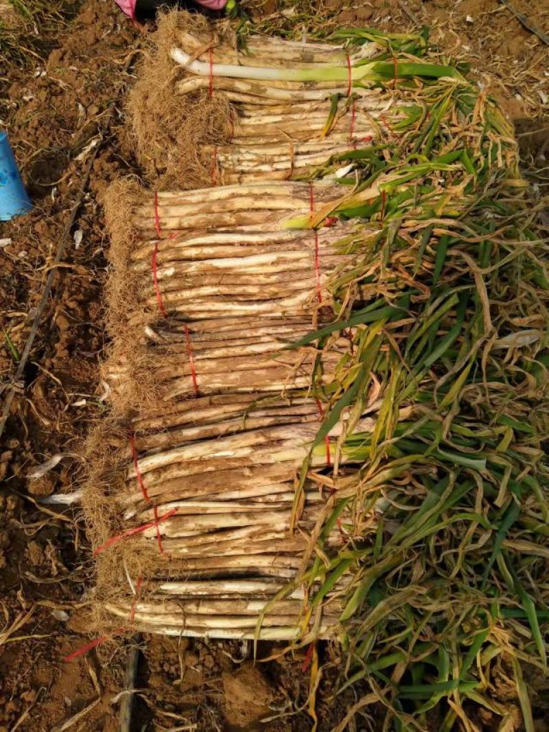 合阳长白大葱、货源充足、量大从优、欢迎咨询采购