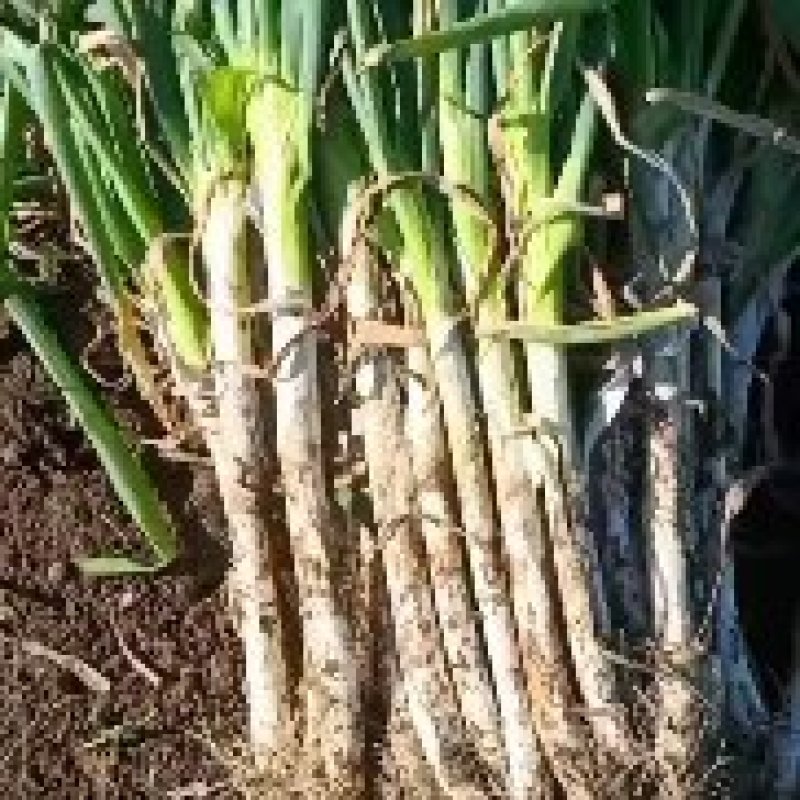 货源充足欢迎预定