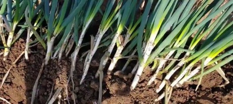 新野县大葱基地