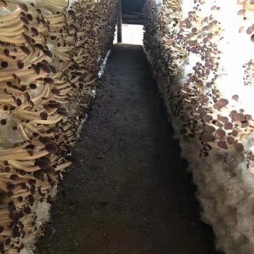 茶树菇菌种产地直发，大蓬种植，食用菌菌种菌包，包技术