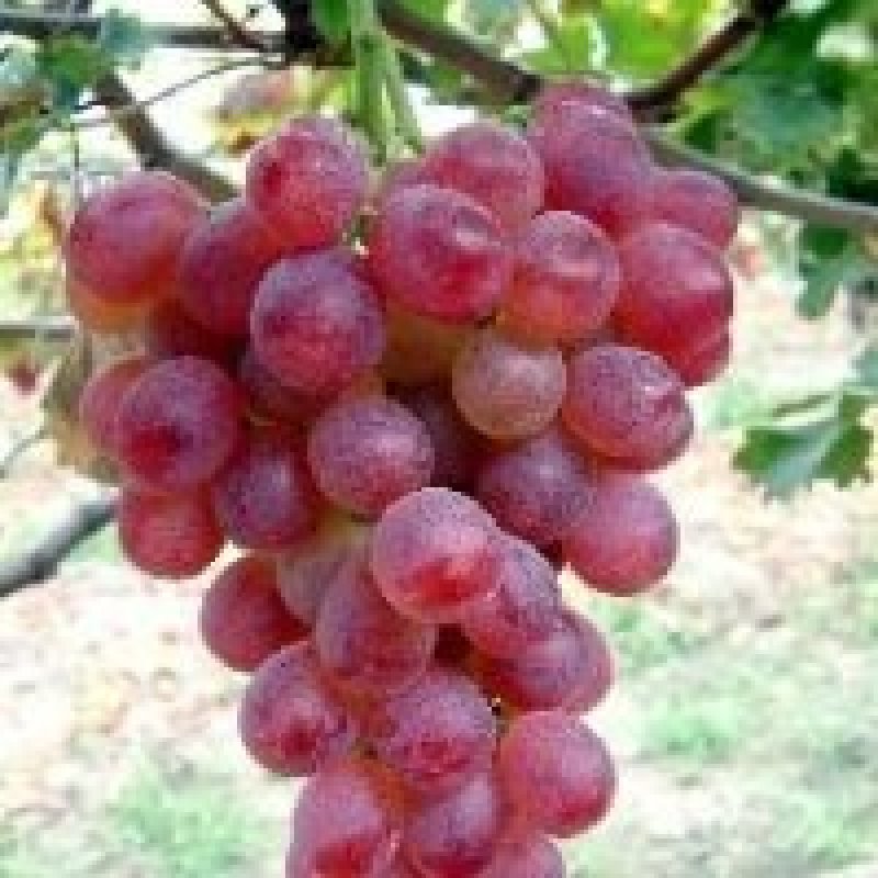 葡萄苗50~80cm3—5年葡萄树苗，占地大葡萄树
